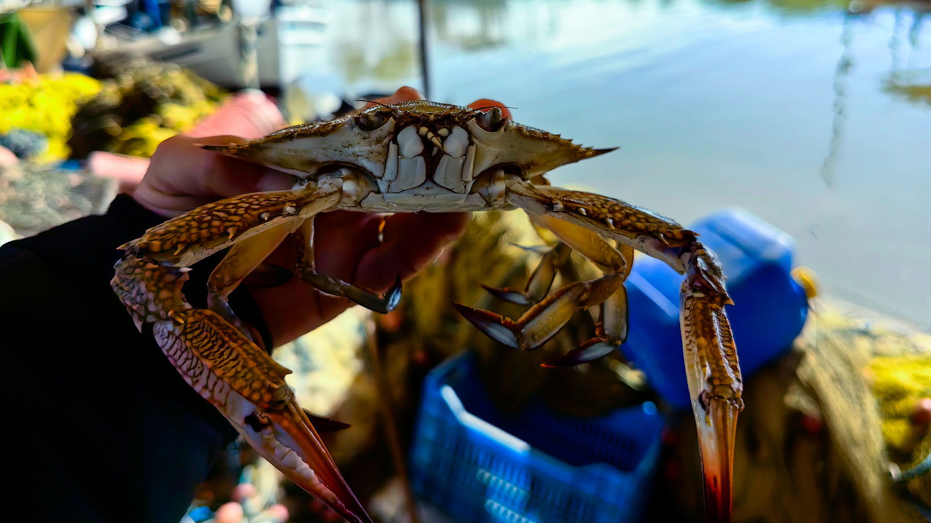 Αργολίδα: Μπλε καβούρια έπιασε ψαράς στη Νέα Κίο-2