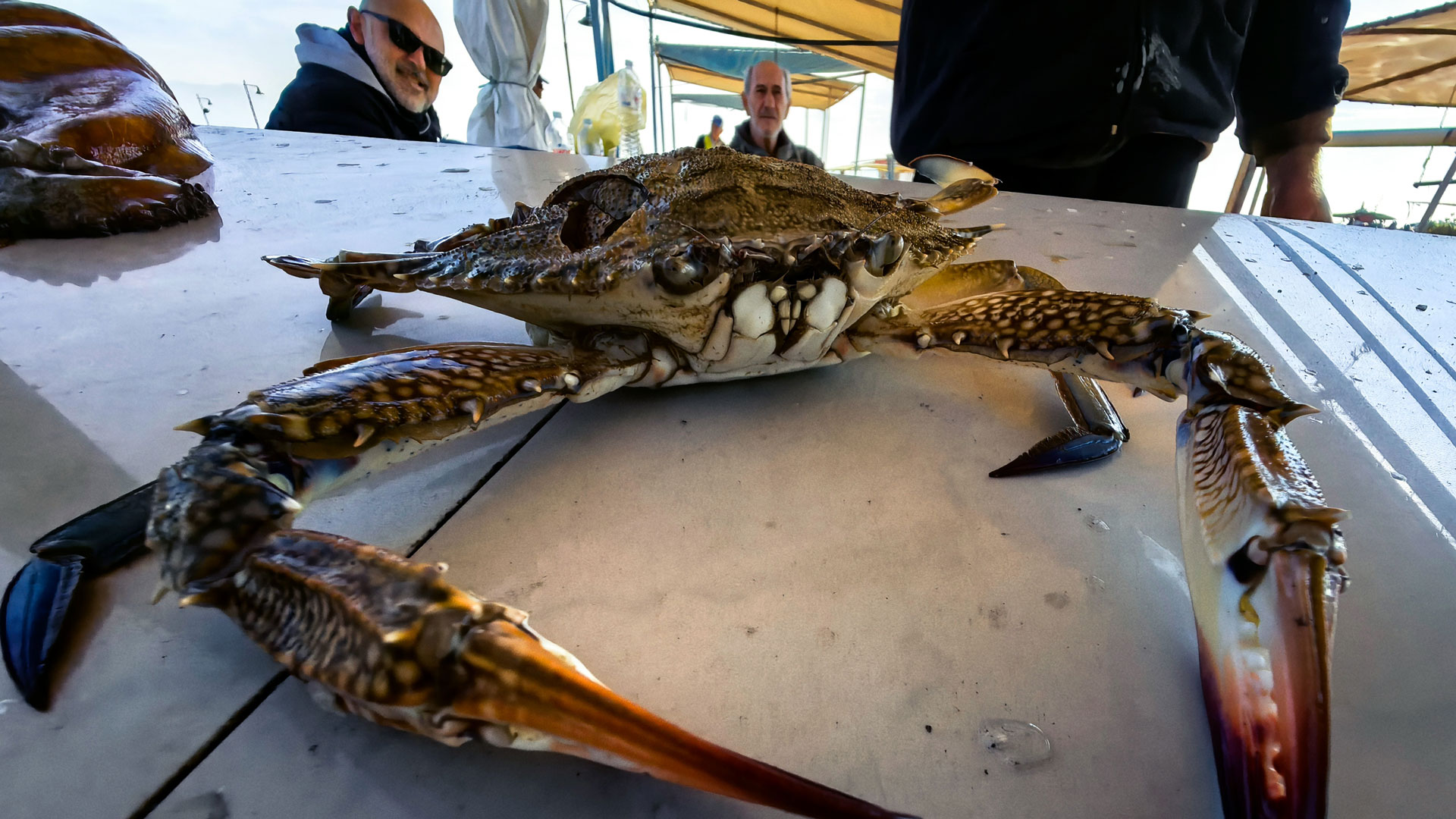 Αργολίδα: Μπλε καβούρια έπιασε ψαράς στη Νέα Κίο-3