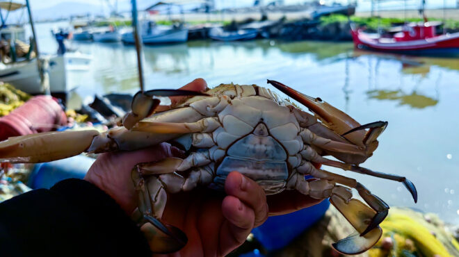 αργολίδα-μπλε-καβούρια-έπιασε-ψαράς-σ-563438749