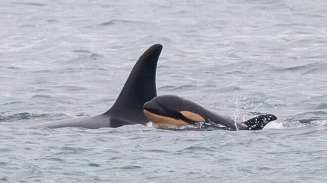 νέα-απώλεια-για-την-όρκα-που-είχε-καταγ-563400553