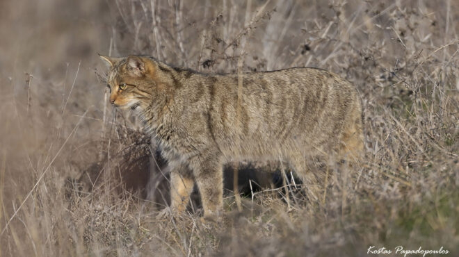 λίμνη-κερκίνη-εντυπωσιακό-αγριόγατο-563427880