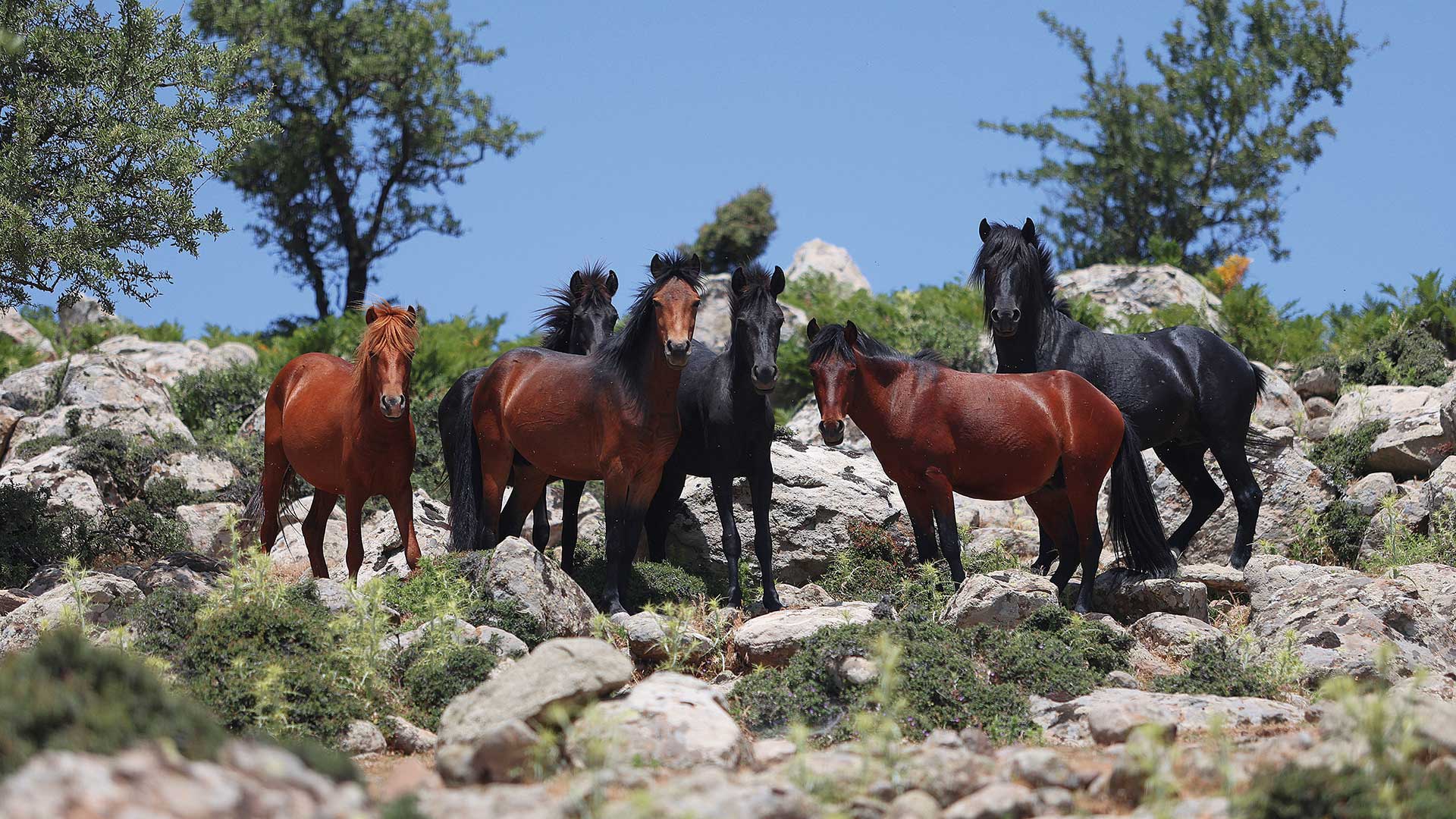 Λέσβος: Ενα ζωντανό γεωλογικό εργαστήριο-2