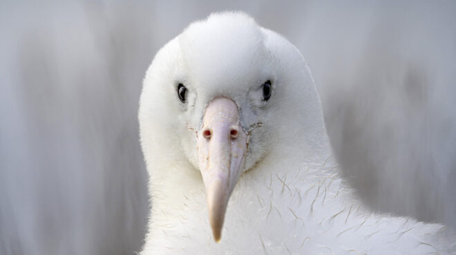ριάλιτι-σόου-με-πρωταγωνιστές-δύο-άλ-563410054
