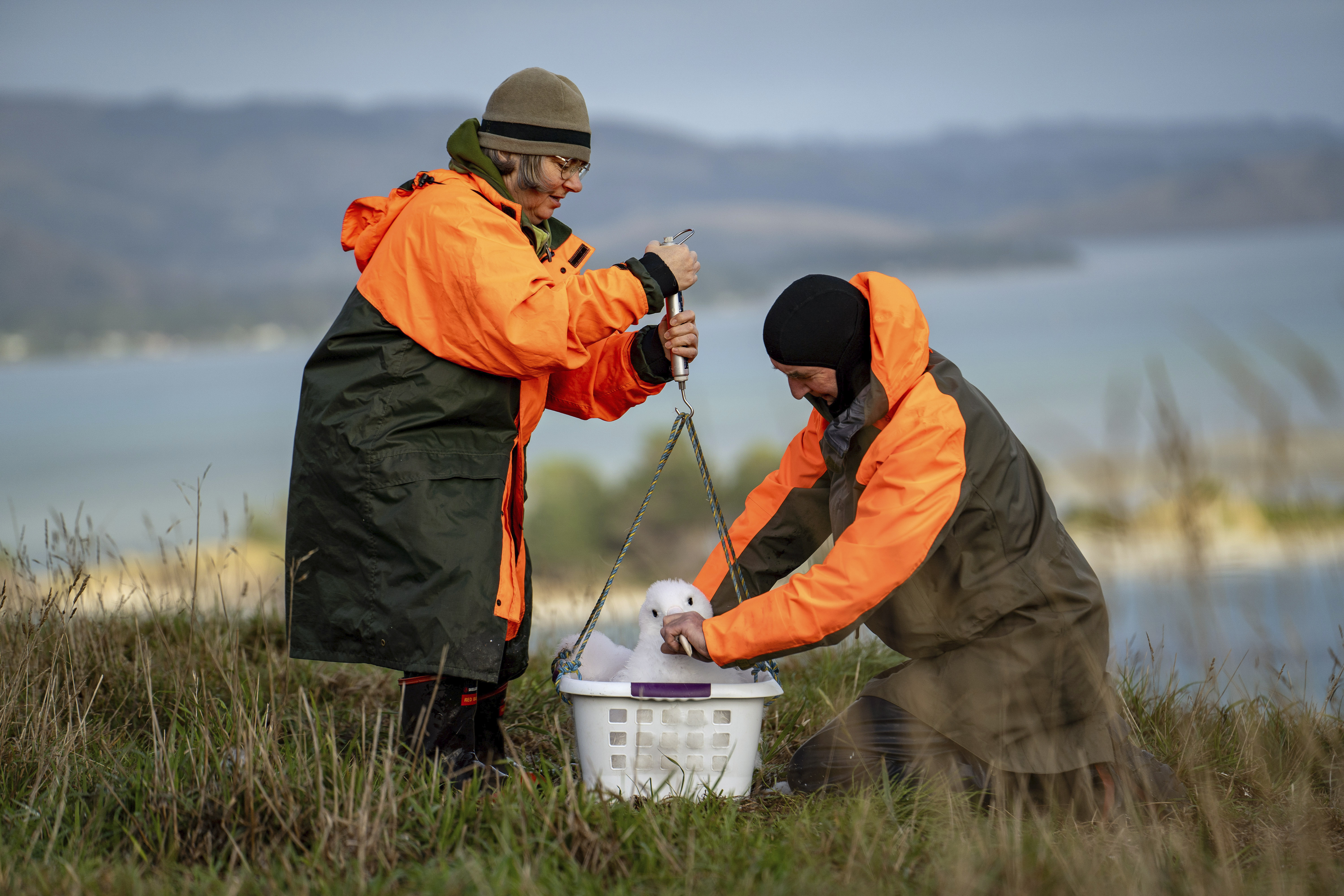 Ριάλιτι σόου με πρωταγωνιστές δύο… άλμπατρος-1