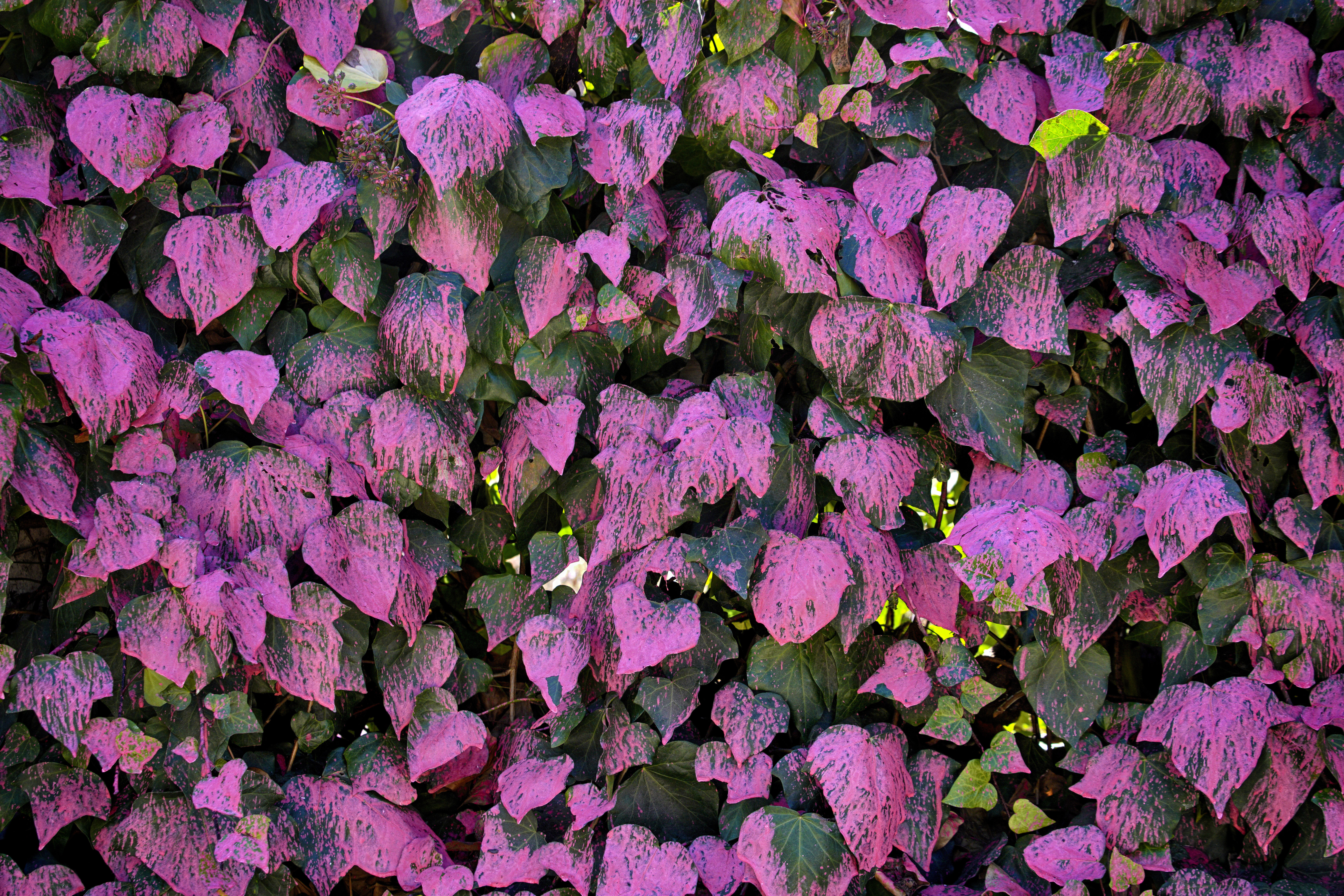 «Ροζ» το πυρόπληκτο Λος Αντζελες – Τι είναι η αντιπυρική σκόνη που χρησιμοποιήθηκε στη μάχη με τις φλόγες-7