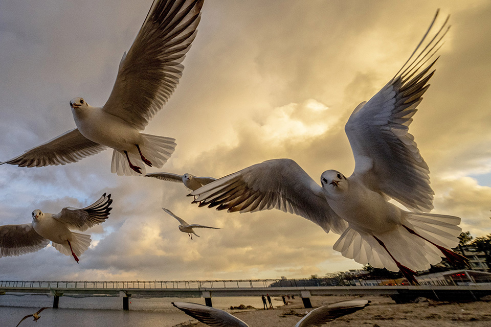 Του Αγίου Αντωνίου-2