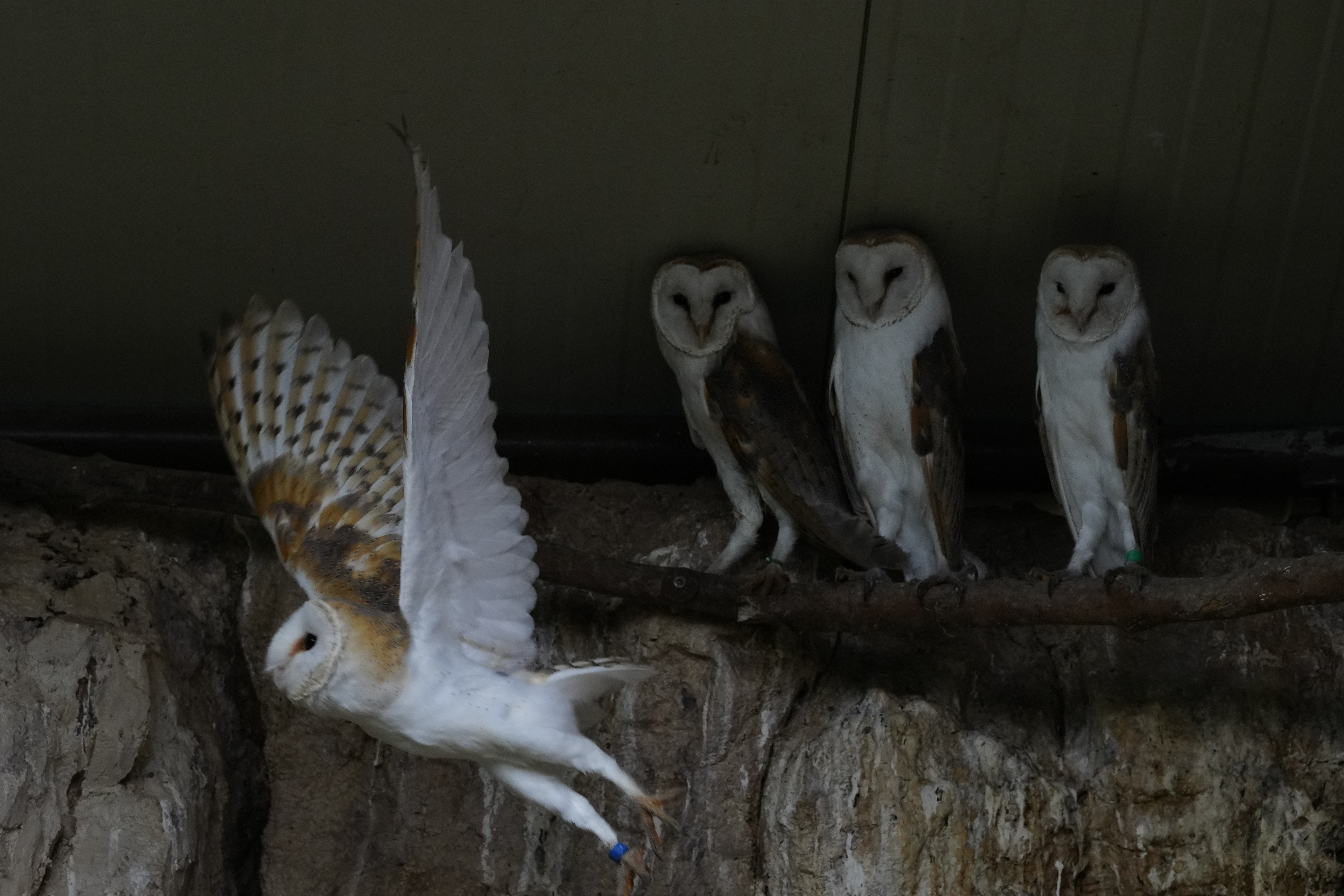 Πώς η τυτώ ενώνει Αραβες και Ισραηλινούς μέσω… Ελλάδας-3
