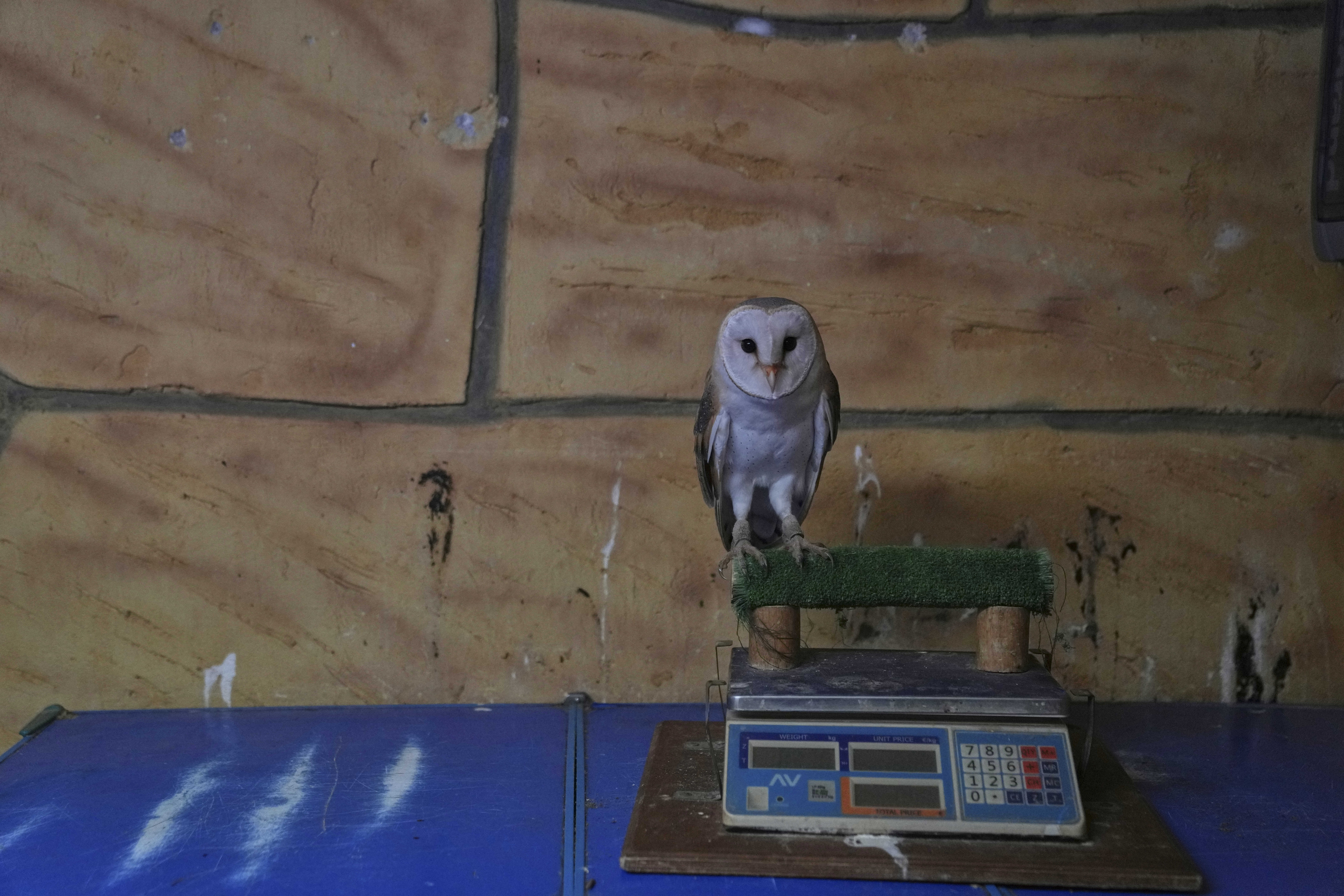 Πώς η τυτώ ενώνει Αραβες και Ισραηλινούς μέσω… Ελλάδας-6