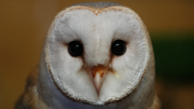 πώς-η-τυτώ-ενώνει-αραβες-και-ισραηλινο-563441710