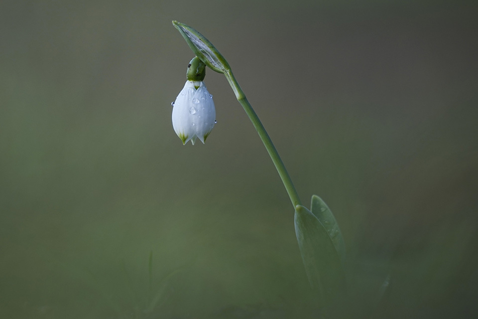 Ο μικρός Ιησούς-1