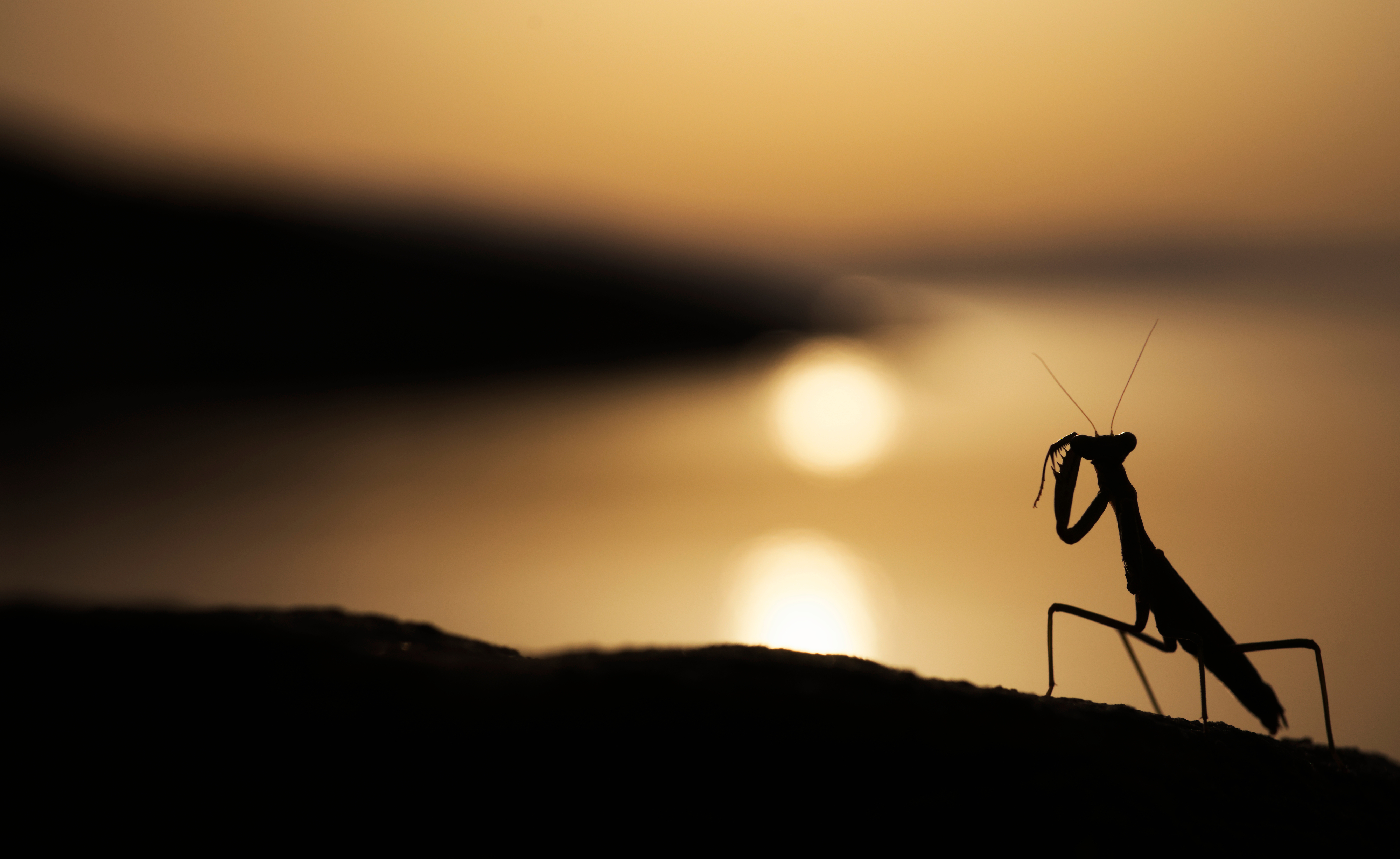 Παναγιώτης Δαλαγιώργος: Από τα Σέρβια Κοζάνης στη λίστα με τους καλύτερους φωτογράφους του μικρόκοσμου-1