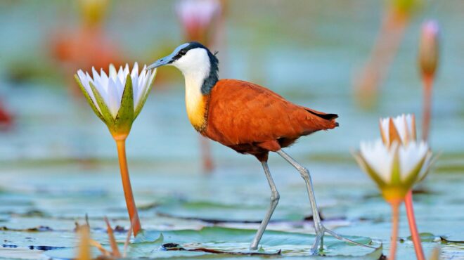 περιβάλλον-ενα-στα-τέσσερα-ζώα-του-γλυ-563407069