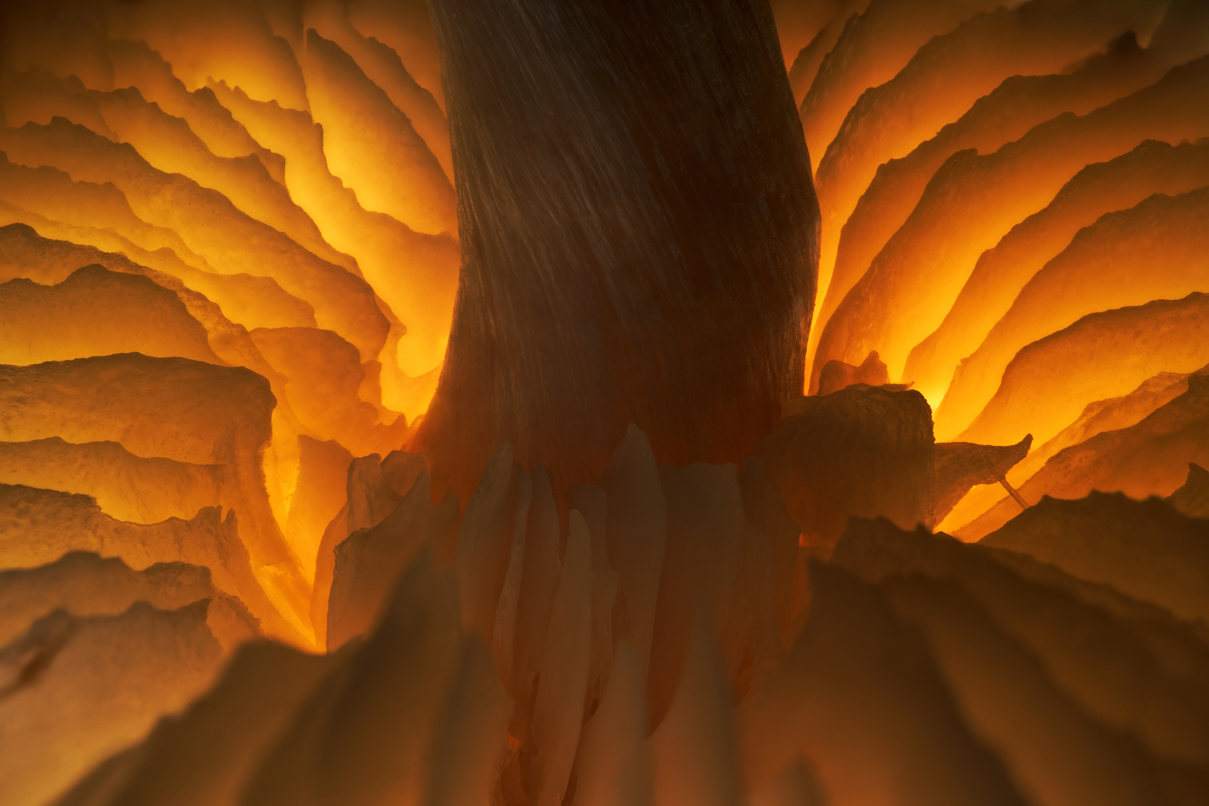 Παναγιώτης Δαλαγιώργος: Από τα Σέρβια Κοζάνης στη λίστα με τους καλύτερους φωτογράφους του μικρόκοσμου-4