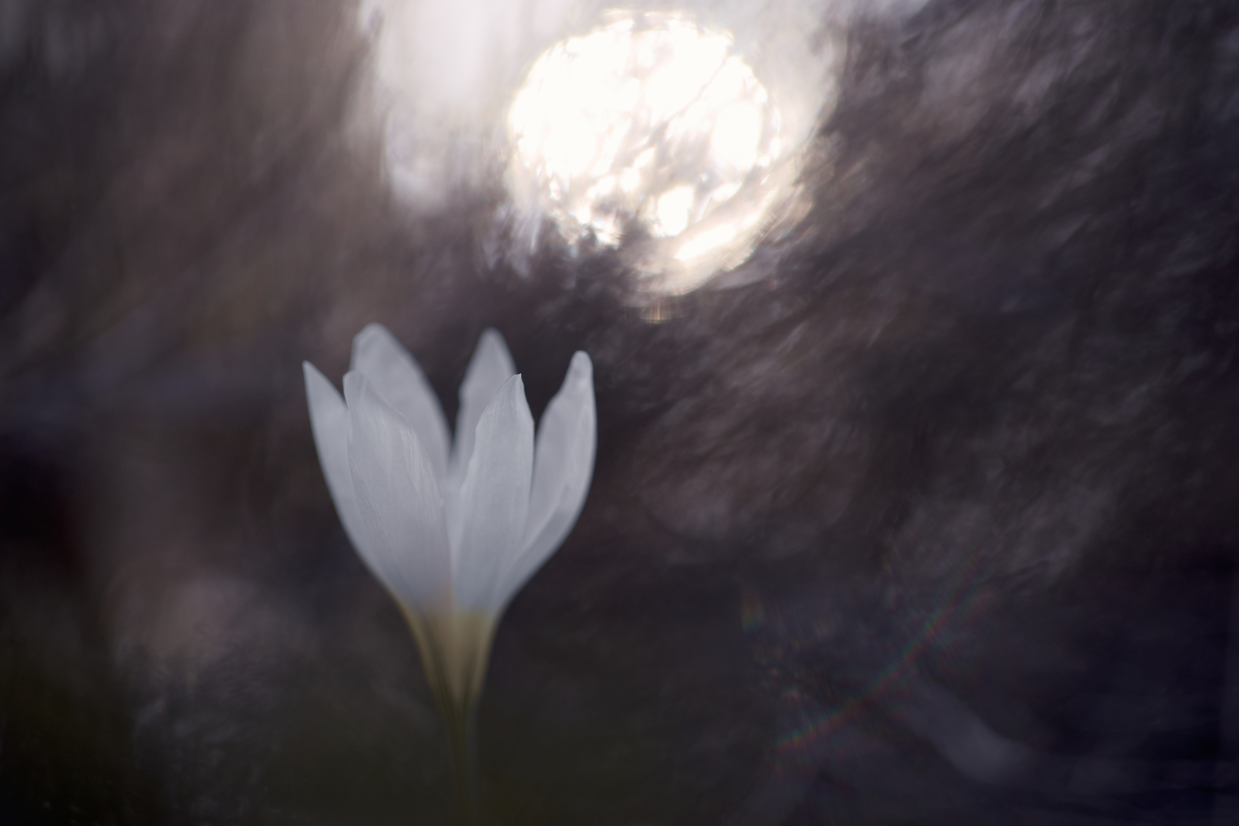 Παναγιώτης Δαλαγιώργος: Από τα Σέρβια Κοζάνης στη λίστα με τους καλύτερους φωτογράφους του μικρόκοσμου-5