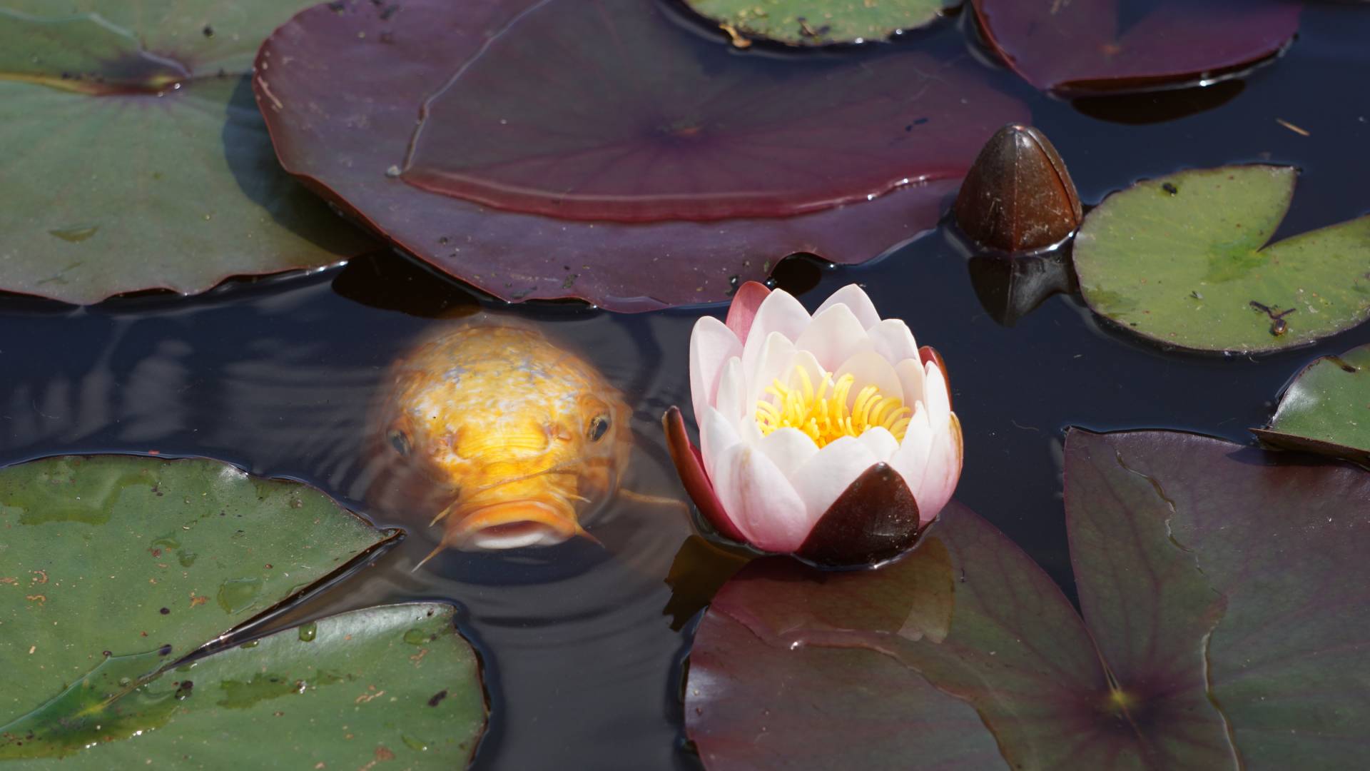 Περιβάλλον: Ενα στα τέσσερα ζώα του γλυκού νερού απειλείται με εξαφάνιση-2