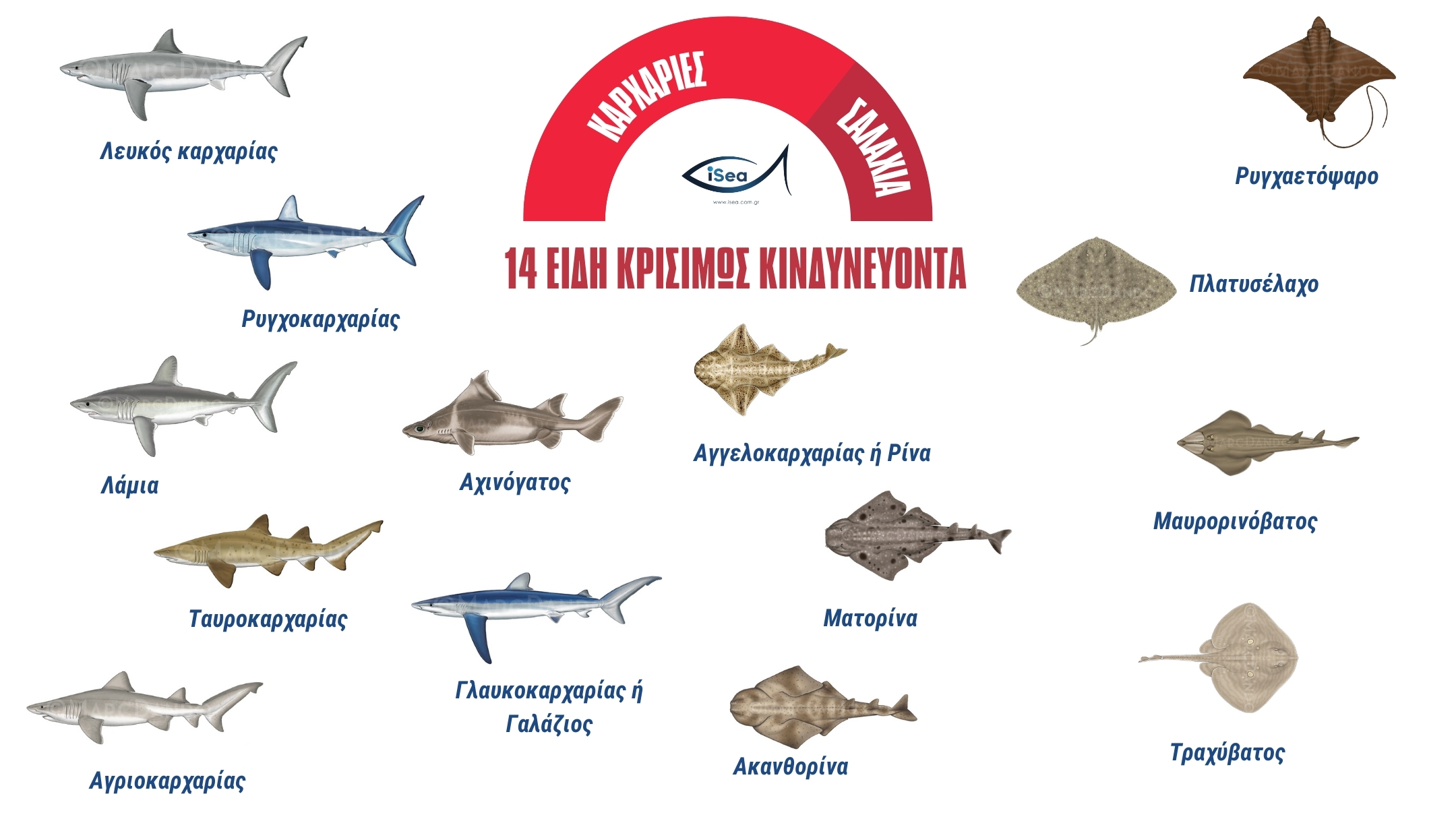 Οι άγνωστοι καρχαρίες των ελληνικών θαλασσών-1