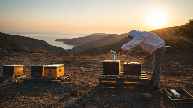 frygana-honey-το-σπάνιο-μέλι-άγριας-λεβάντας-σερί-563428063