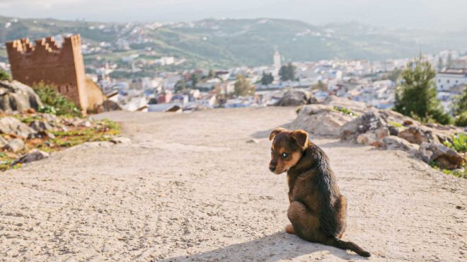 σκοτώνουν-τα-σκυλιά-πριν-από-τα-μουντι-563434018