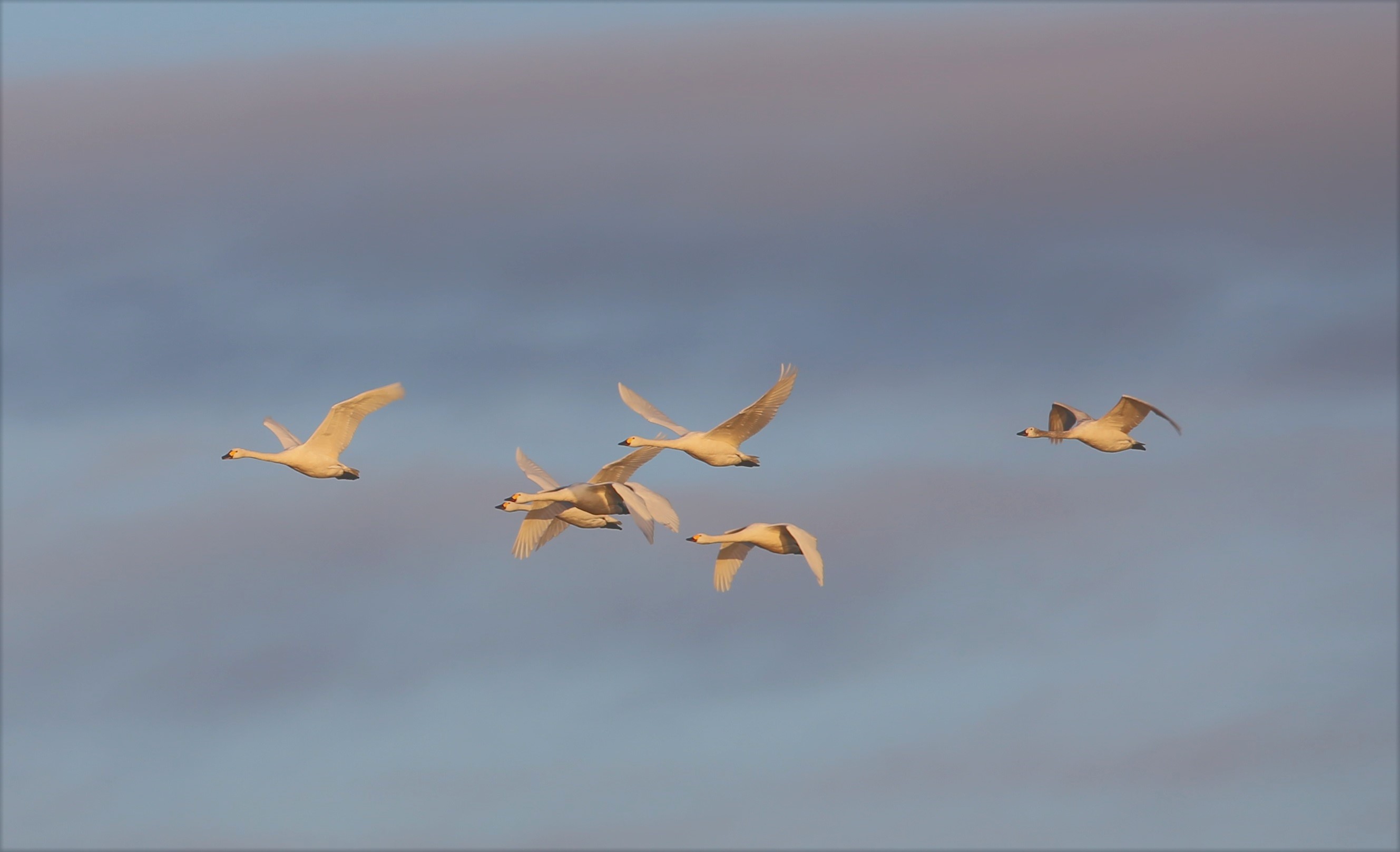 Οι Χαμωτίδες επέστρεψαν στο Δέλτα του Εβρου μετά από 108 χρόνια-1