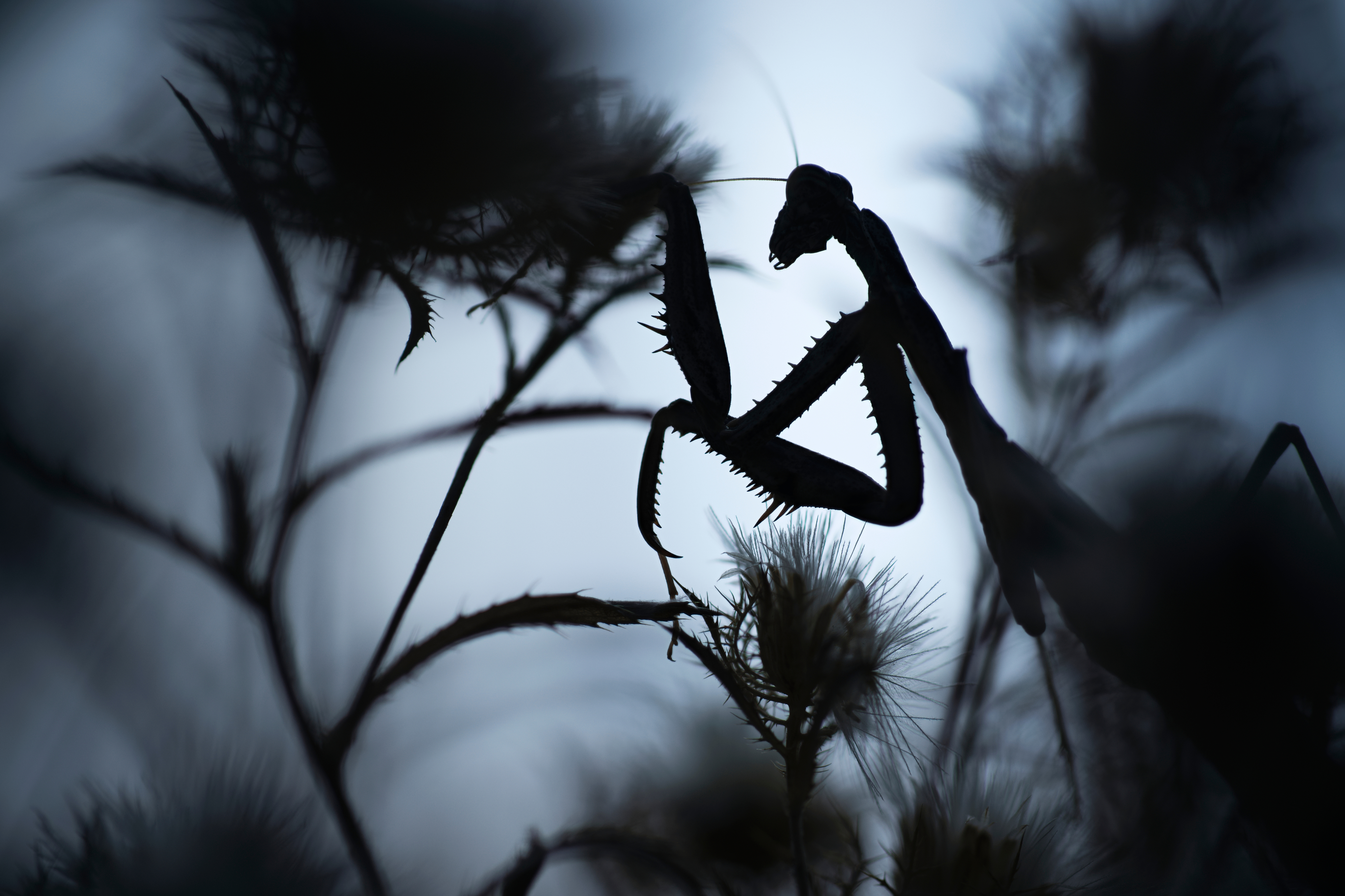 Παναγιώτης Δαλαγιώργος: Από τα Σέρβια Κοζάνης στη λίστα με τους καλύτερους φωτογράφους του μικρόκοσμου-3