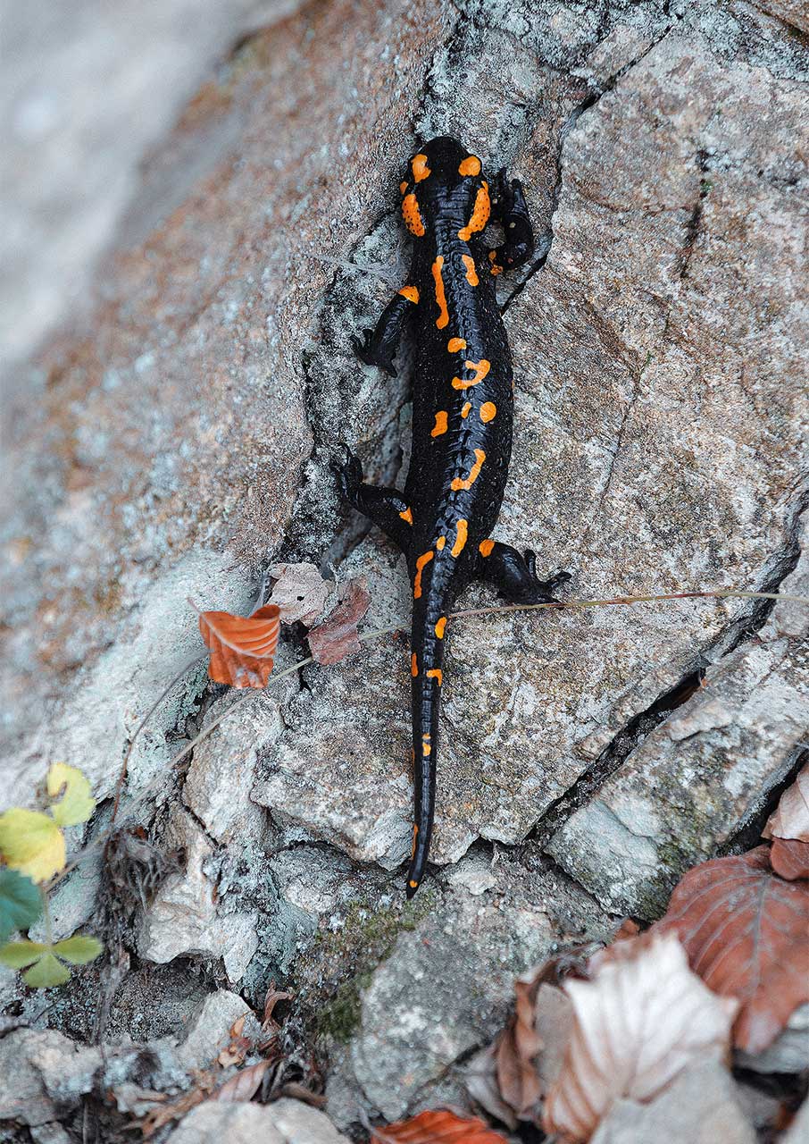 Παγγαίο: Το βουνό που κρύβει θησαυρούς φύσης και ιστορίας-4