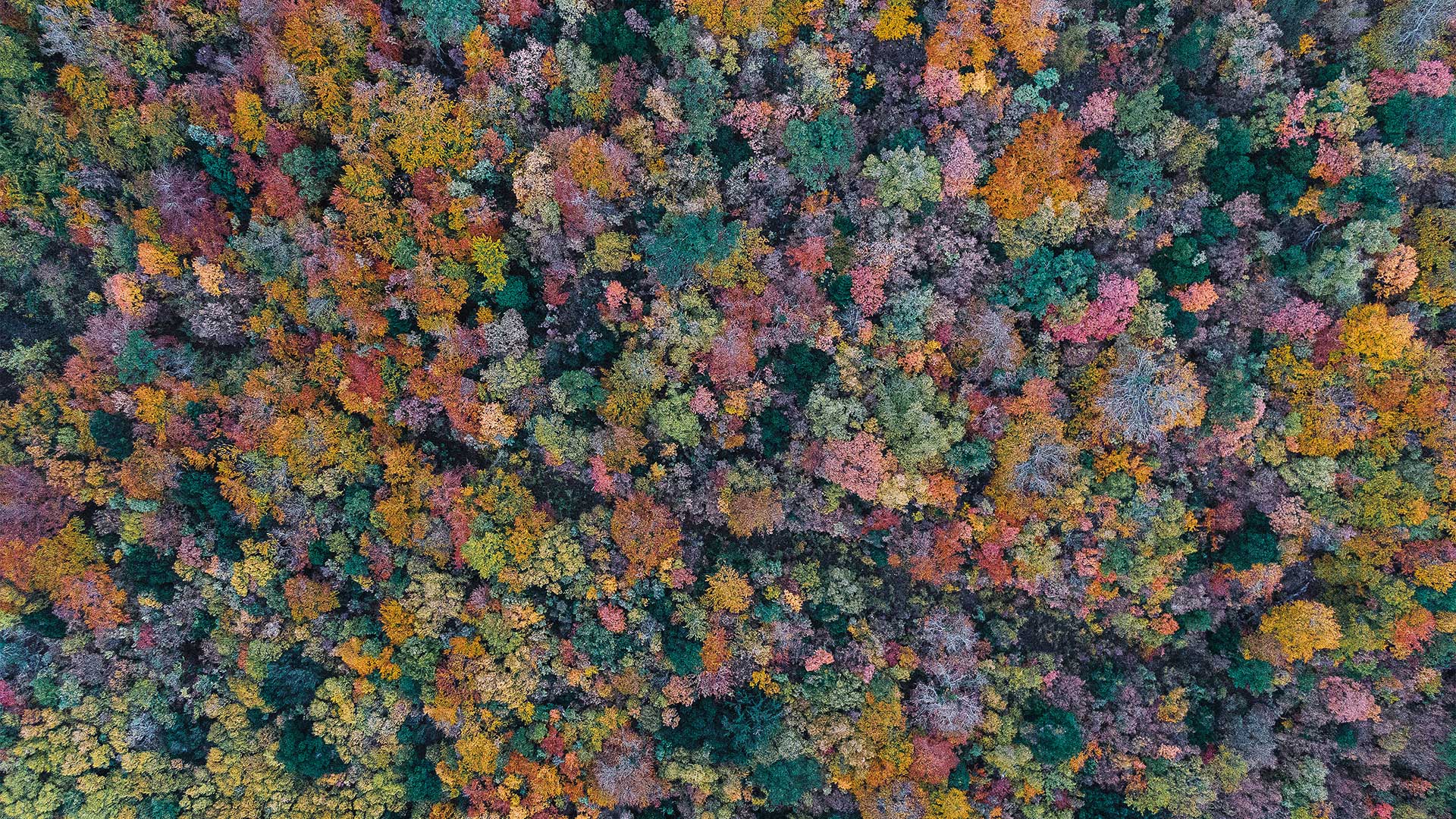 Παγγαίο: Το βουνό που κρύβει θησαυρούς φύσης και ιστορίας-5