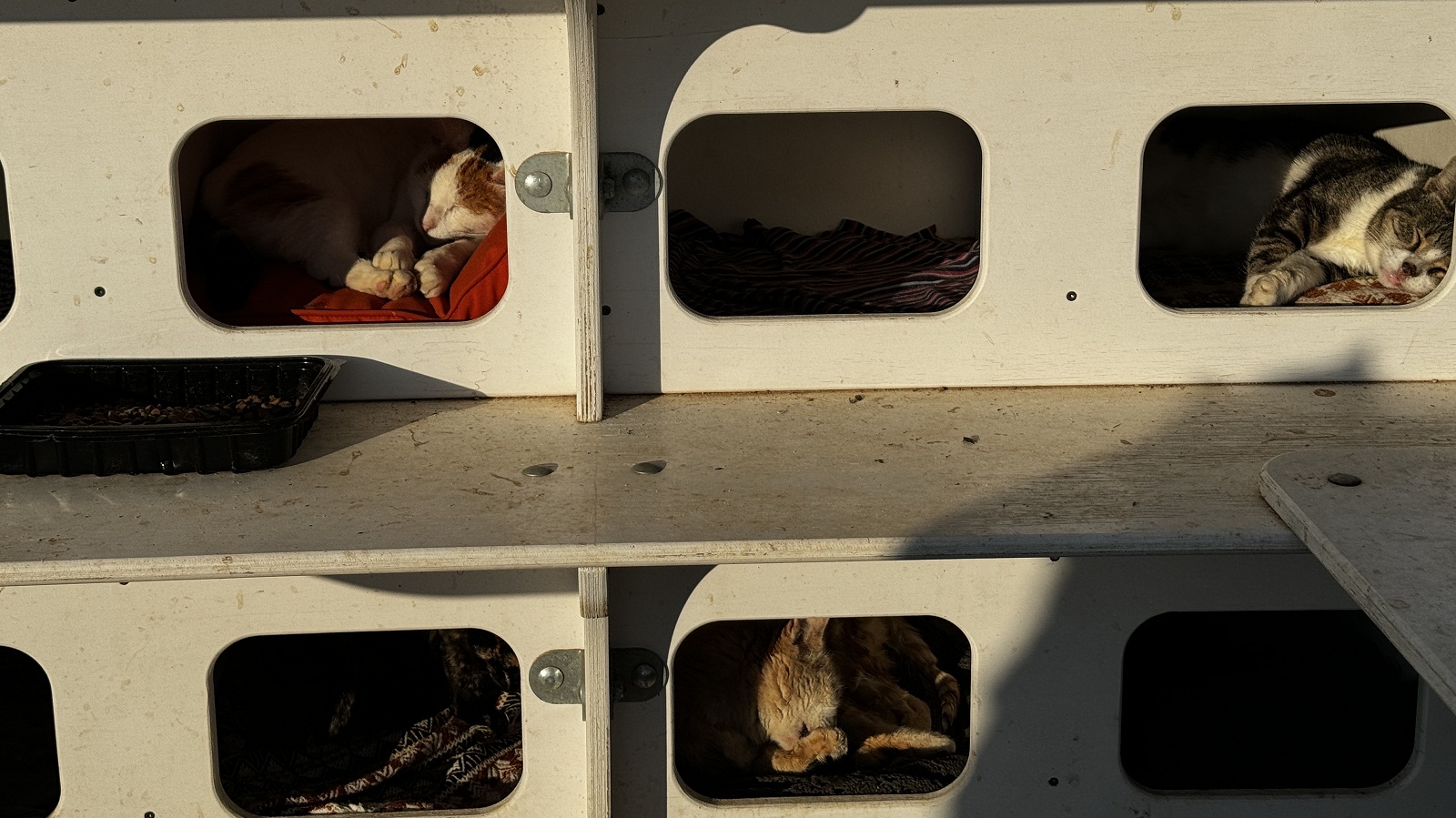 Γλυφάδα: Τι είναι οι «πολυγατοικίες» που δημιούργησαν εθελοντές για αδέσποτα-2