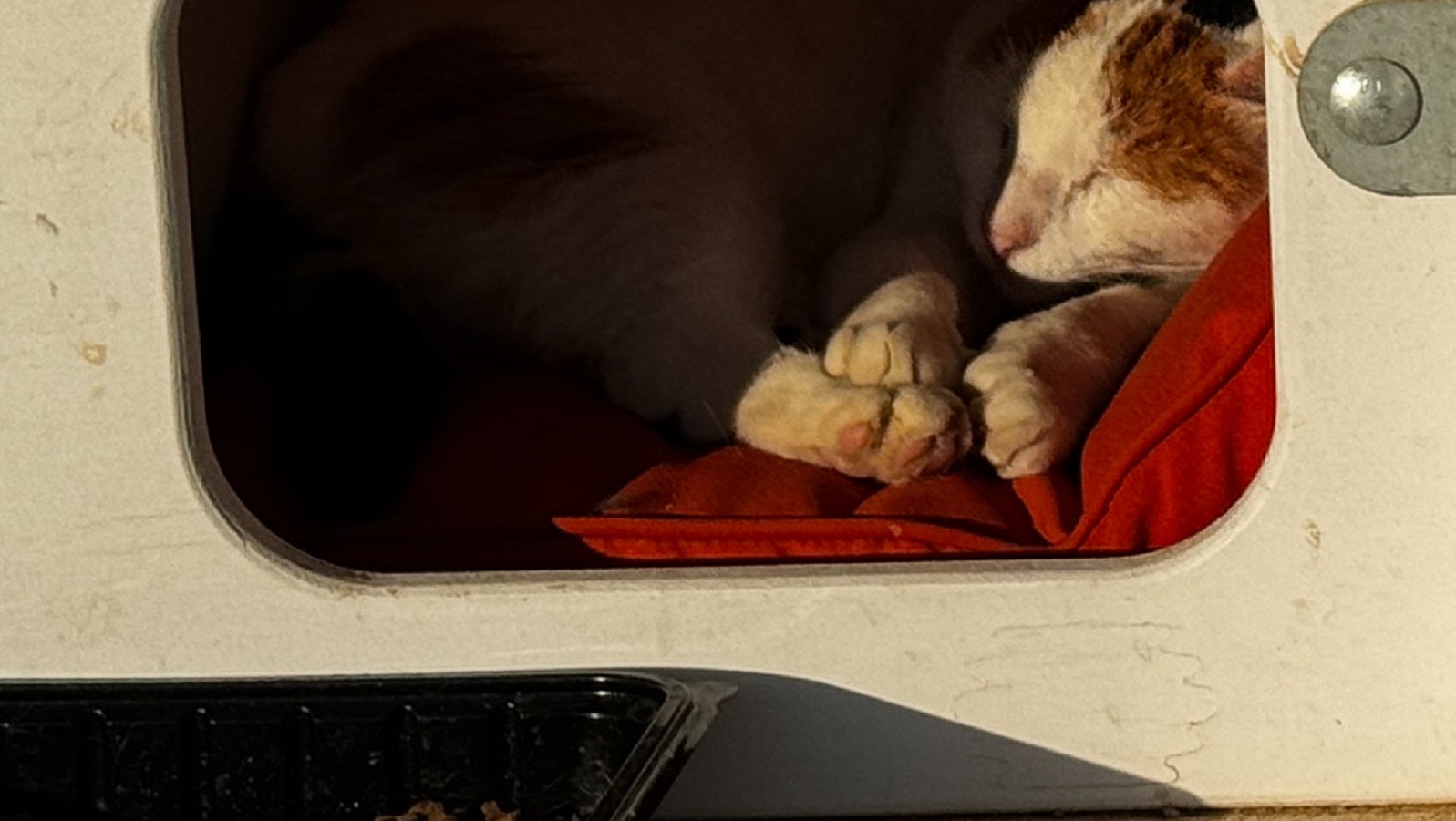 Γλυφάδα: Τι είναι οι «πολυγατοικίες» που δημιούργησαν εθελοντές για αδέσποτα-3