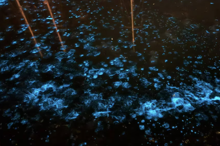 Μέδουσες στη βιοφωταύγεια: Ενα εντυπωσιακό «καμπανάκι»-1