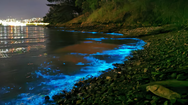 μέδουσες-στη-βιοφωταύγεια-ενα-εντυπω-563433310