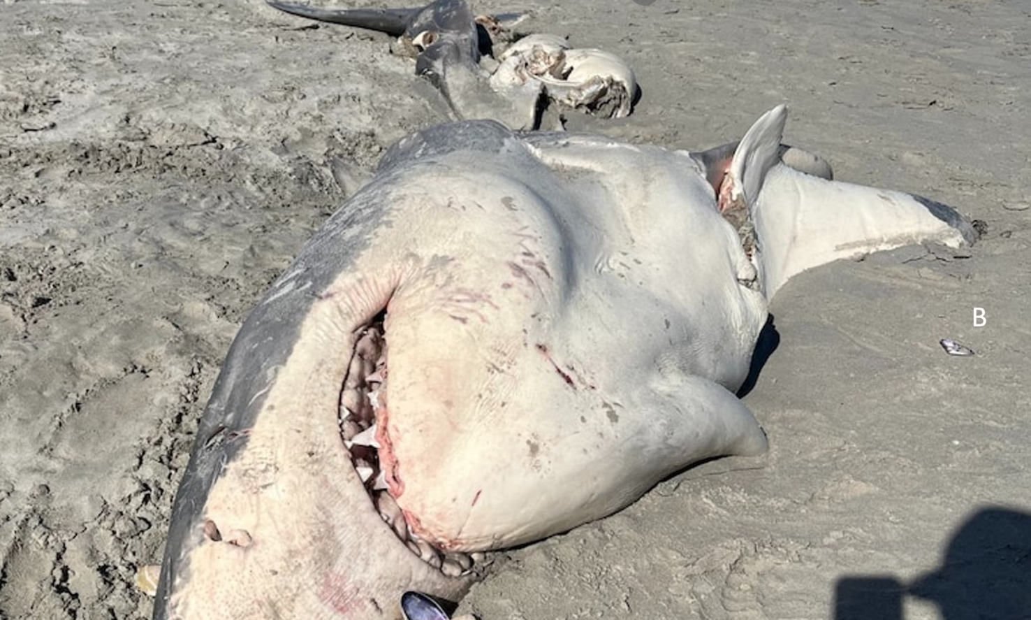 Αυστραλία: Οι όρκες κυνηγούν τους λευκούς καρχαρίες – Τι αποκαλύπτει νέα έρευνα-1