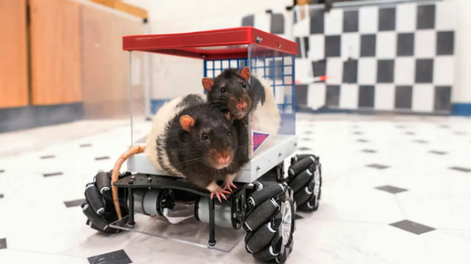 πώς-αρουραίοι-που-έμαθαν-να-οδηγούν-δί-563444164