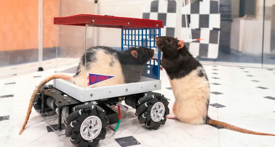 Πώς αρουραίοι που έμαθαν να οδηγούν, δίδαξαν στους επιστήμονες τη χαρά-1