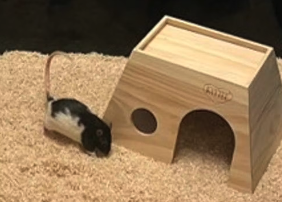 Πώς αρουραίοι που έμαθαν να οδηγούν, δίδαξαν στους επιστήμονες τη χαρά-3