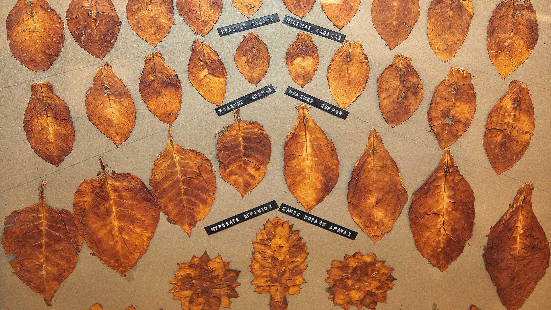 Η καπνική κληρονομιά της Καβάλας-3