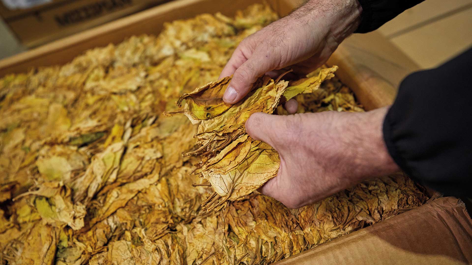 Η καπνική κληρονομιά της Καβάλας-17