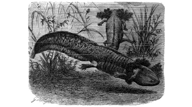 είναι-τα-αξολότλ-η-νέα-τάση-στα-κατοικί-563422414