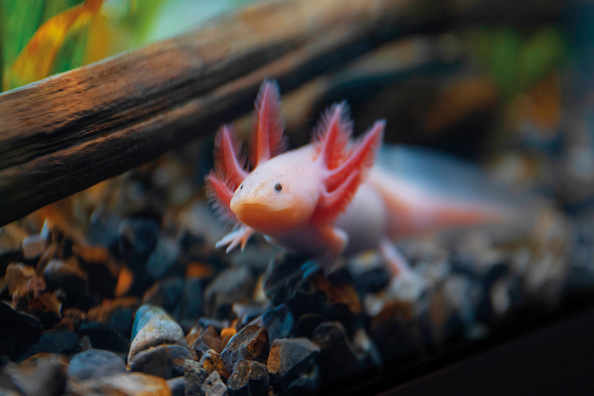 Είναι τα αξολότλ η νέα τάση στα κατοικίδια;-2