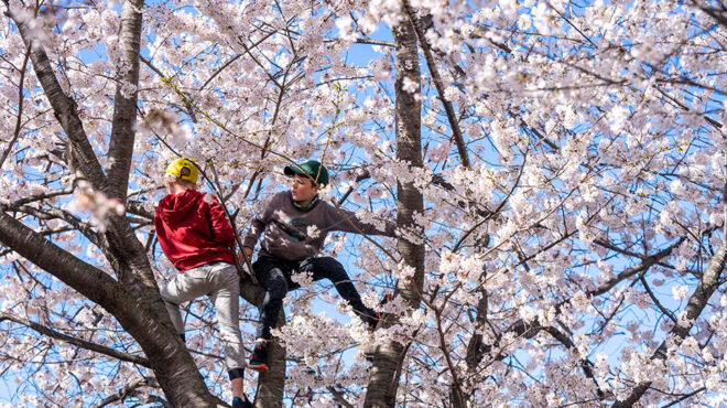 νέα-είδη-δέντρων-στη-βρετανία-λόγω-κλι-563400718