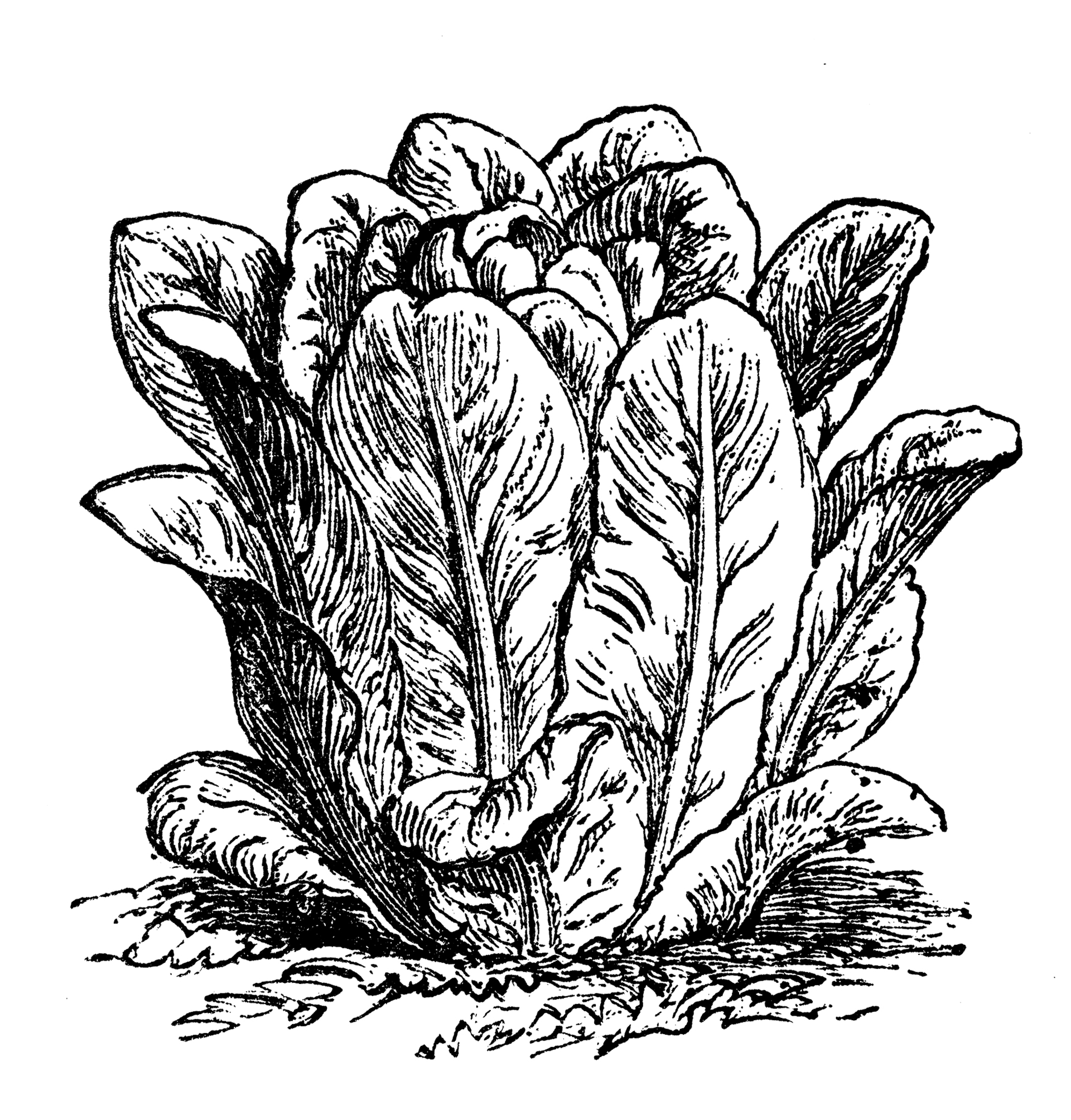 Είναι το μαρούλι αφροδισιακό;-1