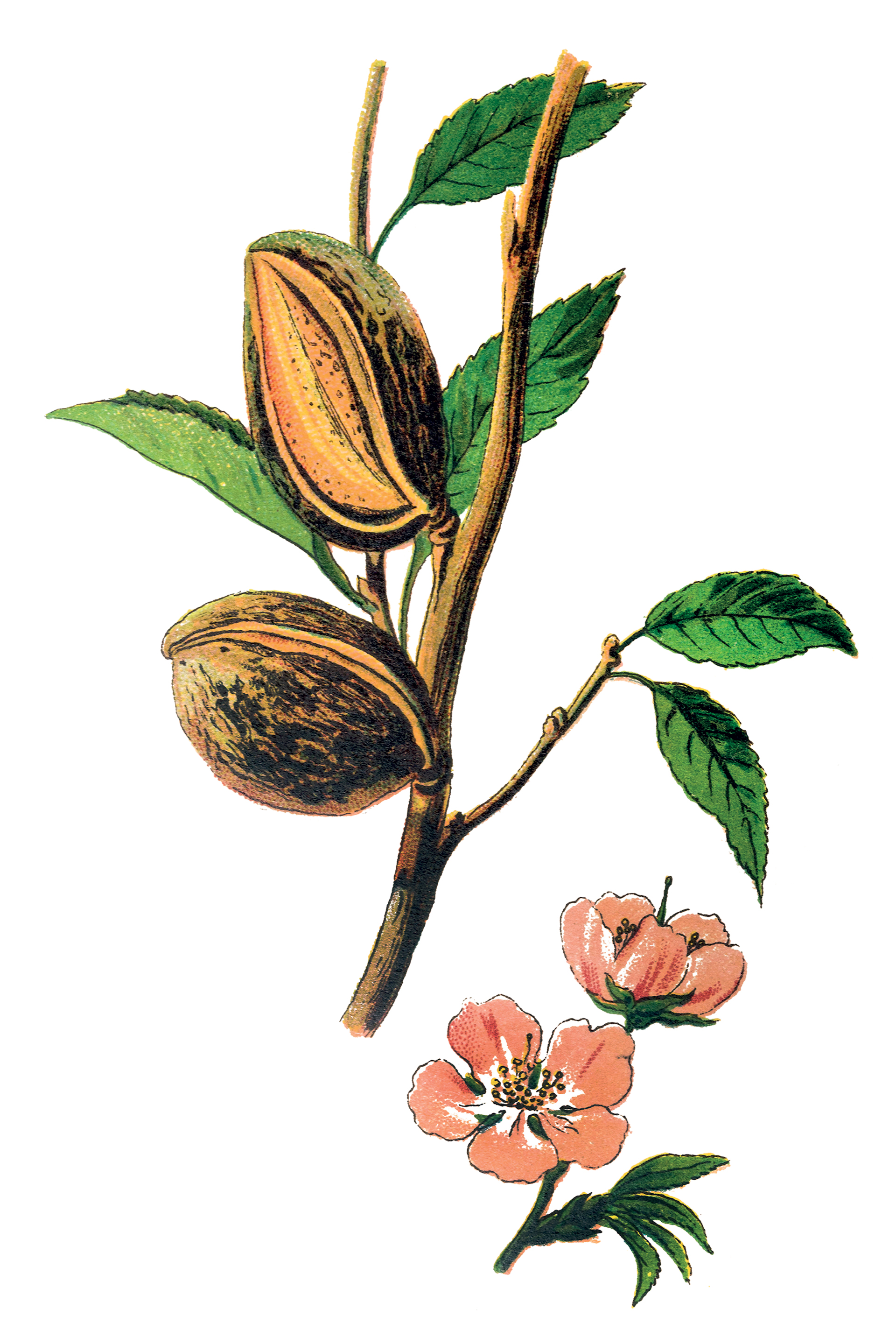 Πώς να φτιάξετε γάλα αμυγδάλου στο σπίτι-1