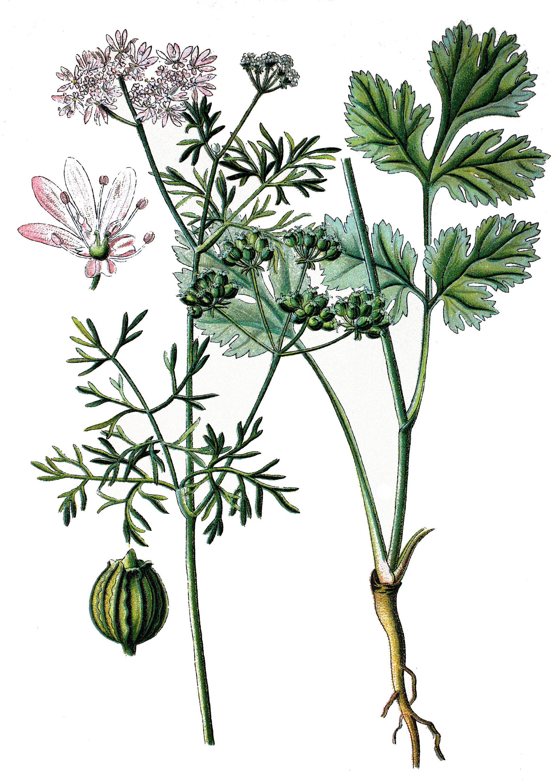 Το μυρωδικό που δίχαζε τους Αρχαίους Ελληνες-1