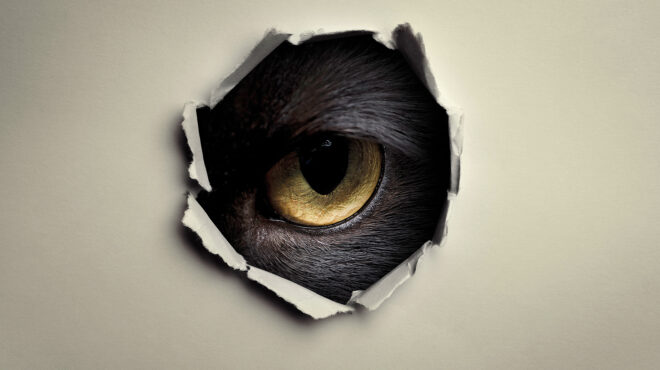 το-πείραμα-με-τις-γάτες-της-cia-που-πήγε-τε-563408920