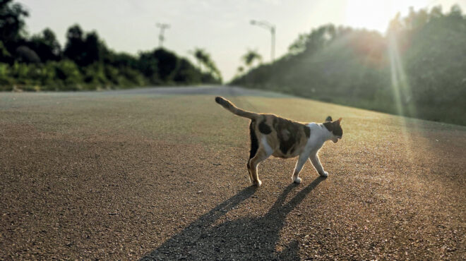 μήπως-το-ανώτατο-όριο-ταχύτητας-μες-στ-563420461