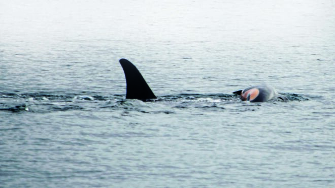 τι-συμβαίνει-στο-μυαλό-των-ζώων-563445391