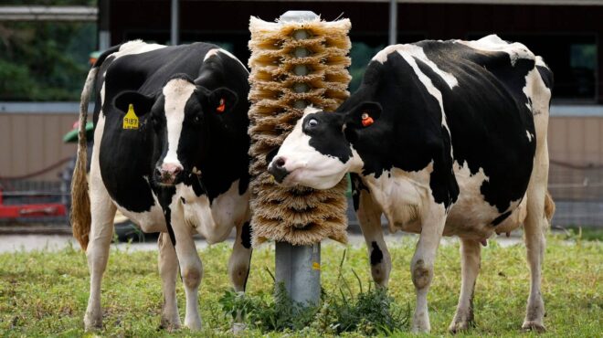 γρίπη-πτηνών-ο-παγκόσμιος-οργανισμός-563407129