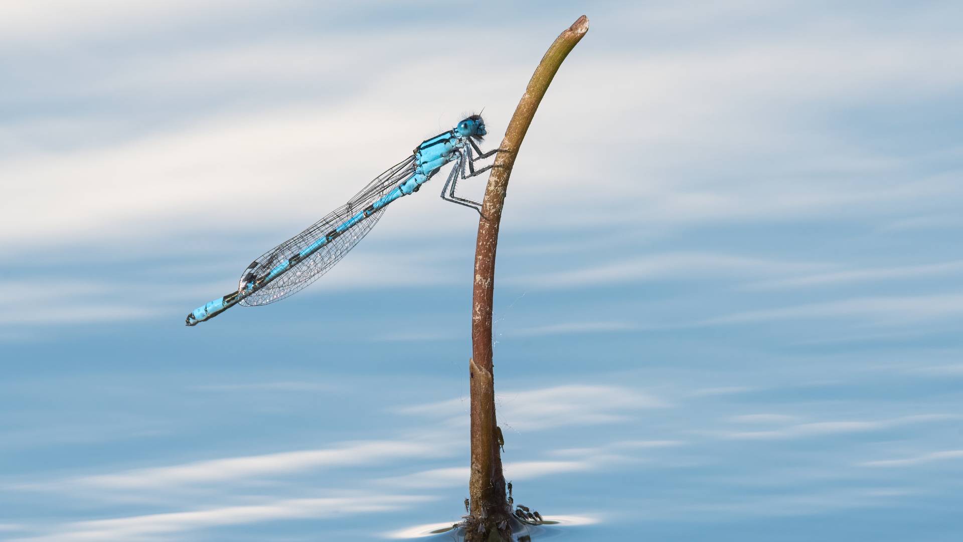 Περιβάλλον: Ενα στα τέσσερα ζώα του γλυκού νερού απειλείται με εξαφάνιση-1