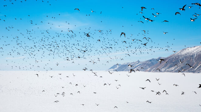 γροιλανδία-τα-μυστικά-του-πάγου-στο-563422099