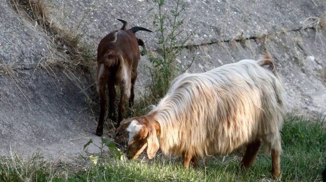 ρόδος-θανατηφόρο-τροχαίο-στη-λίνδο-563430580