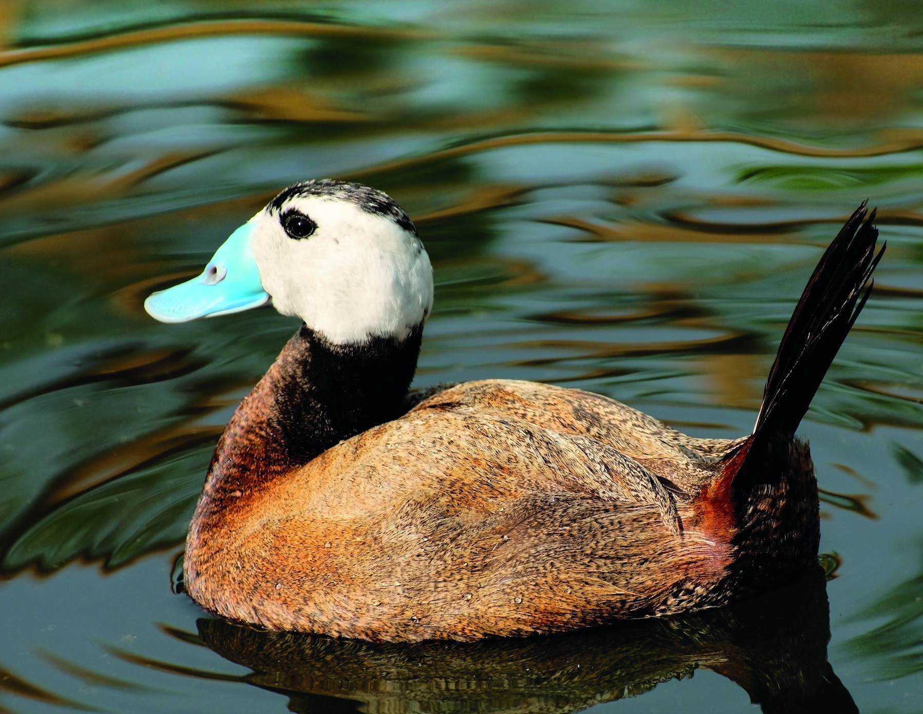 Οι Χαμωτίδες επέστρεψαν στο Δέλτα του Εβρου μετά από 108 χρόνια-3